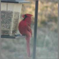 cardinal1.html