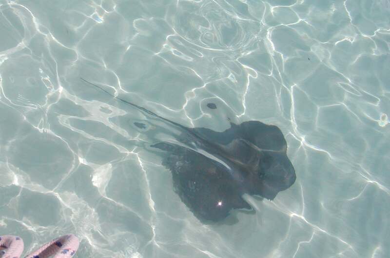 800x529 pixels (45.7K)