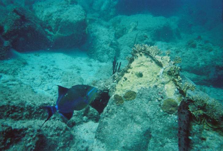 727x491 pixels (48K)