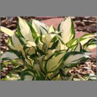 hosta01.html