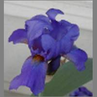 iris.html