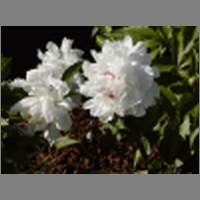 peonie1.html