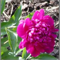 redpeonie1.html