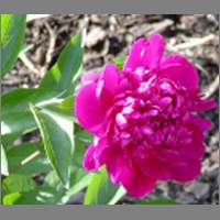 redpeonie2.html