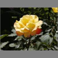 yelrose.html